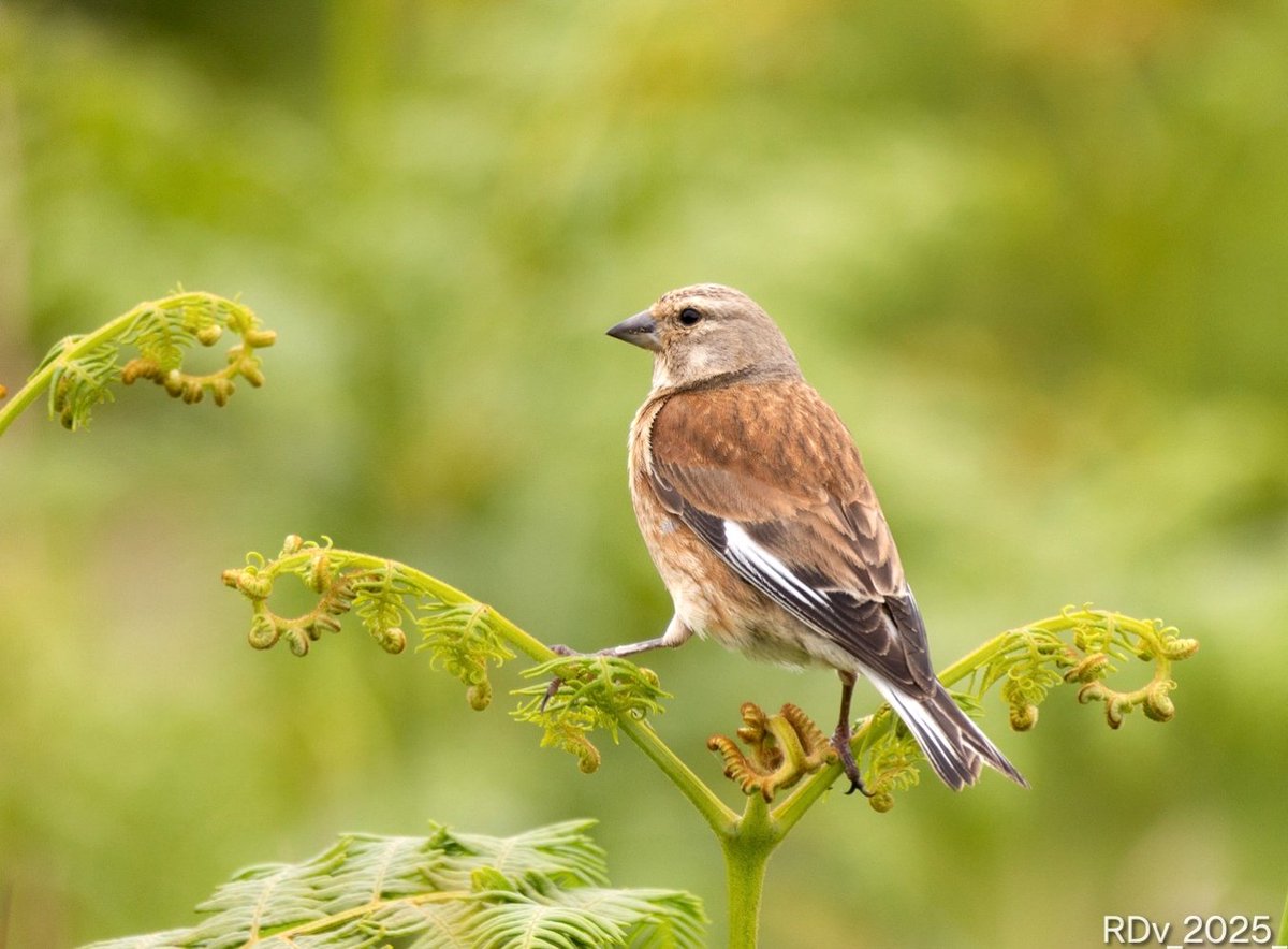 Rosie (@rosie_52) on Twitter photo Linnet
Saltee Islands, Wexford
#linnet #birdwatching #birds #birdphotography #birding #birdsseenin2025 #wildlife #BirdsOfTwitter #nature #NaturePhotography
<a href="/ThePhotoHour/">#ThePhotoHour</a> Linnet
Saltee Islands, Wexford
#linnet #birdwatching #birds #birdphotography #birding #birdsseenin2025 #wildlife #BirdsOfTwitter #nature #NaturePhotography
<a href="/ThePhotoHour/">#ThePhotoHour</a>