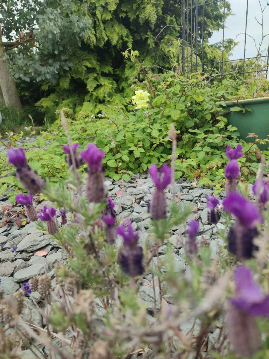 CyprusPictures's tweet photo. #FlowersOnX #lilac #yellow and #green 
#WalksWithMyCamera (I didn't go far) #ThisIsLancashire #photography #nature #flowerpower https://t.co/xt1P8FrB3Z