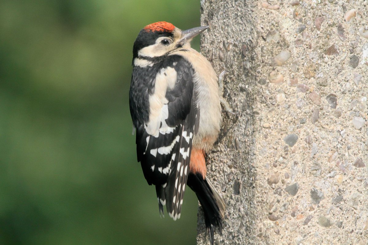 MrSteveyJames's tweet image. One of two young Great Spotter Woodpeckers that have been in the garden at our farm #Chesterfield #Derbyshire for the last 3 weeks #TwitterNatureCommunity #TwitterNaturePhotography @Derbyshirebirds @DerbysWildlife @NatureUK @BBCSpringwatch @shefbirdstudy @Natures_Voice