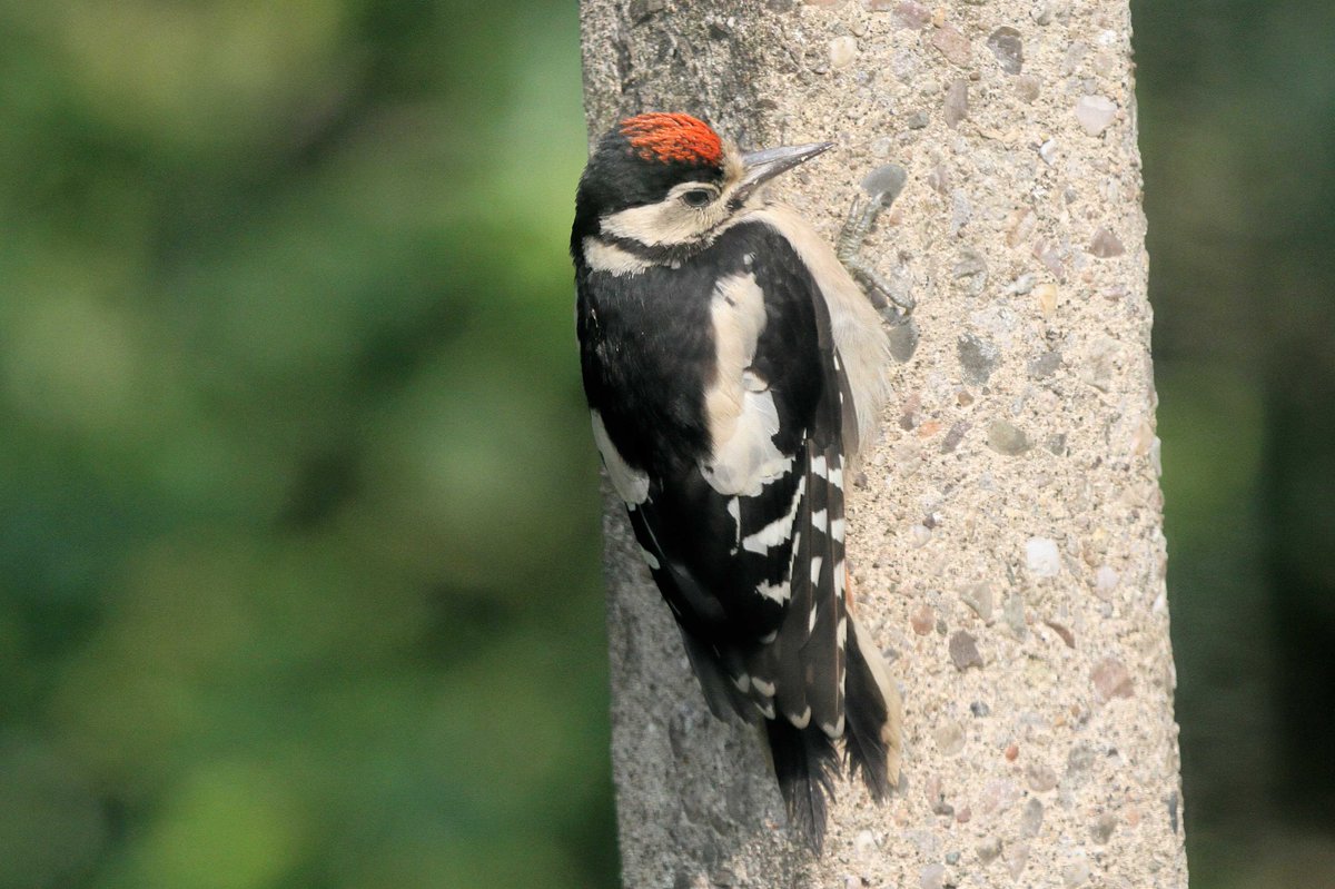 MrSteveyJames's tweet image. One of two young Great Spotter Woodpeckers that have been in the garden at our farm #Chesterfield #Derbyshire for the last 3 weeks #TwitterNatureCommunity #TwitterNaturePhotography @Derbyshirebirds @DerbysWildlife @NatureUK @BBCSpringwatch @shefbirdstudy @Natures_Voice