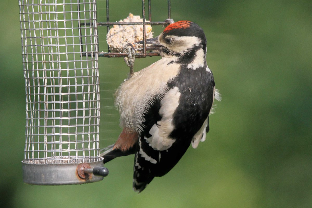 MrSteveyJames's tweet image. One of two young Great Spotter Woodpeckers that have been in the garden at our farm #Chesterfield #Derbyshire for the last 3 weeks #TwitterNatureCommunity #TwitterNaturePhotography @Derbyshirebirds @DerbysWildlife @NatureUK @BBCSpringwatch @shefbirdstudy @Natures_Voice