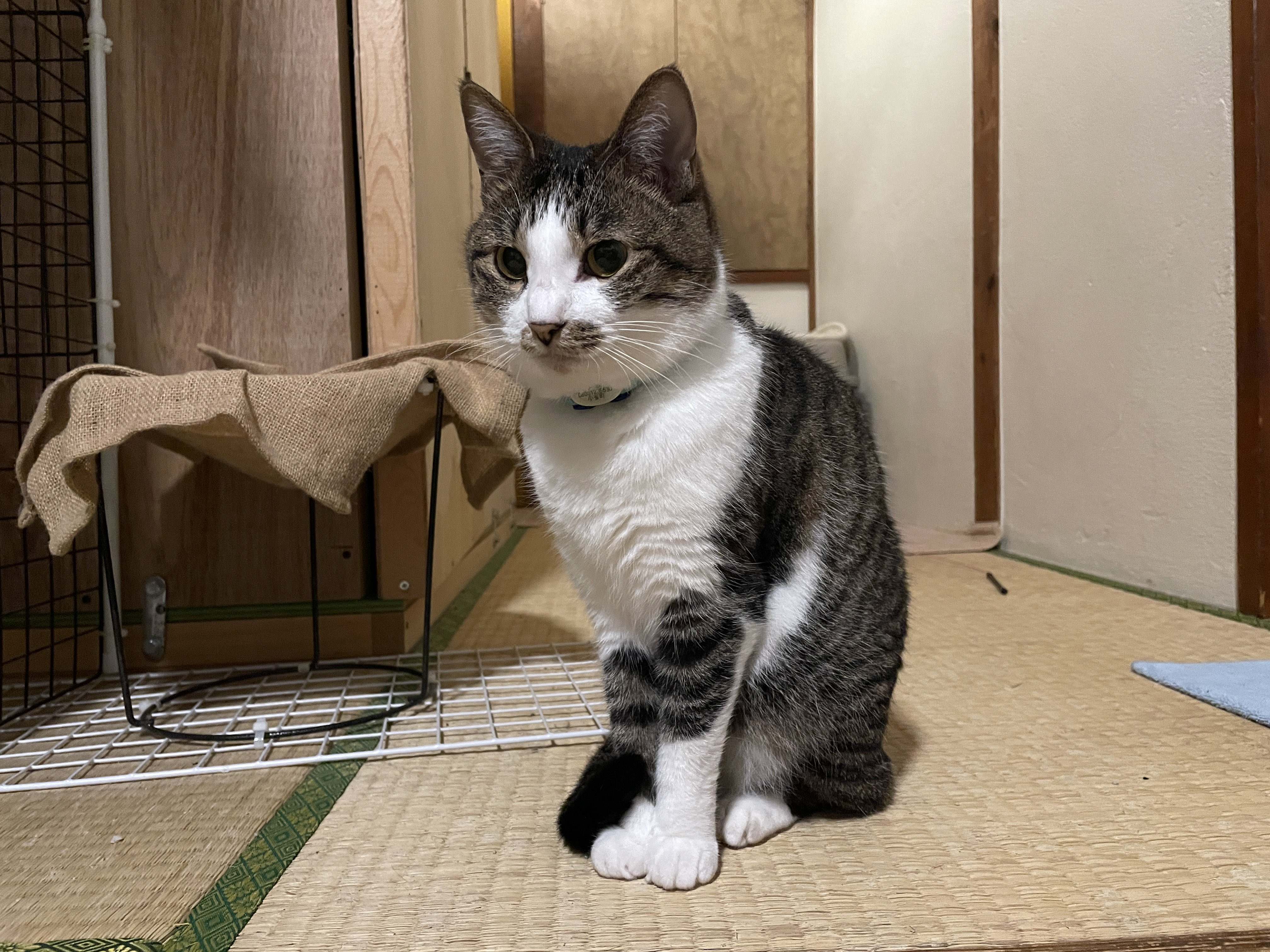 にゃんちくだいすきくらぶ on X: 