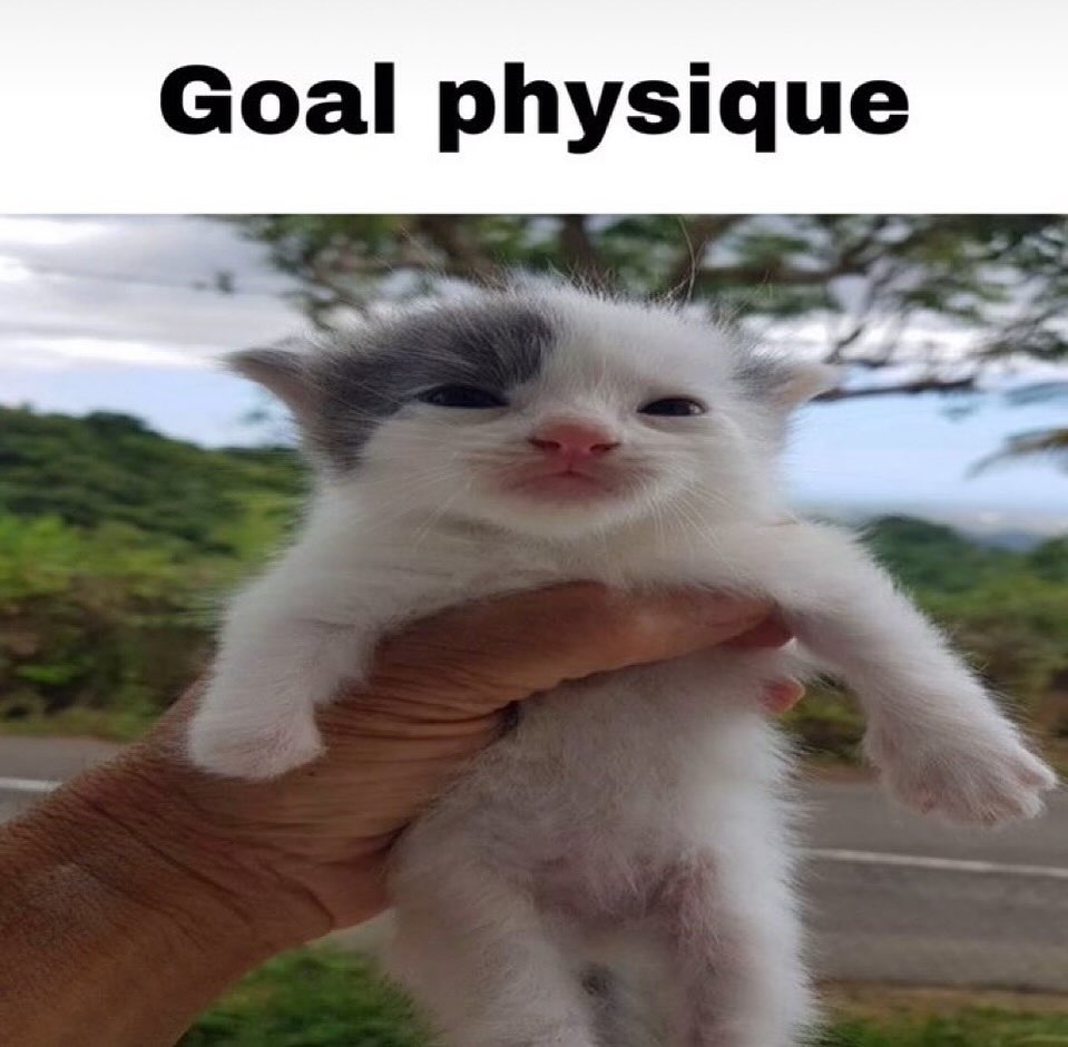 Punch Cat (@punchingcat) on Twitter photo 