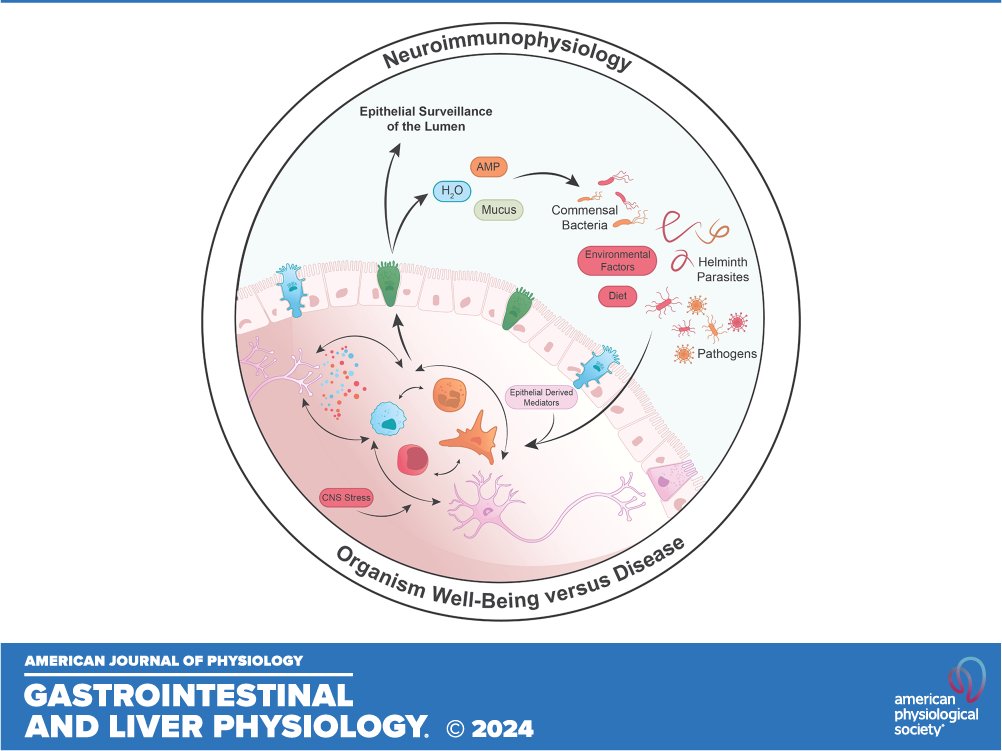 ajpgi's tweet image. Great teams from all over the University of Calgary comes today&apos;s #ThrowbackThursday! Neuroimmunophysiology of the gastrointestinal tract (Derek McKay et al. @SnyderInstitute @CalDomMed @UCalgaryMed):

ow.ly/P05R50W8vtn