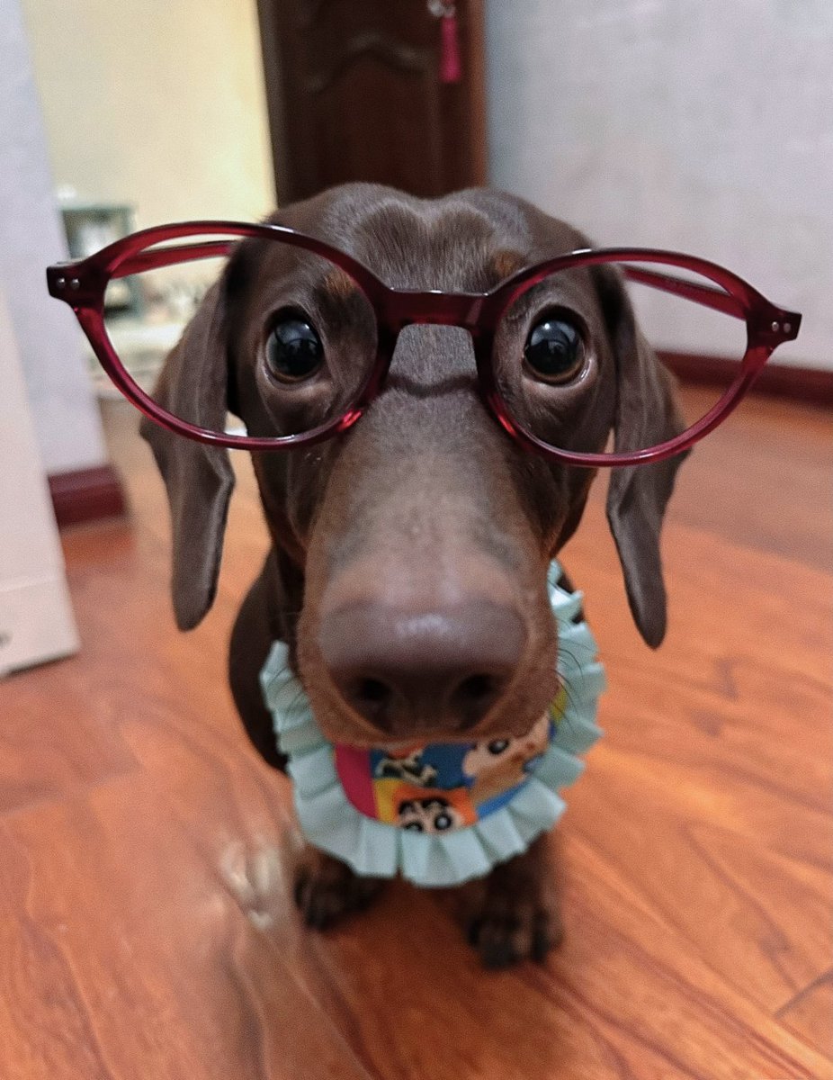 PostsOfDogs_'s tweet image. do you have a small dog like that?