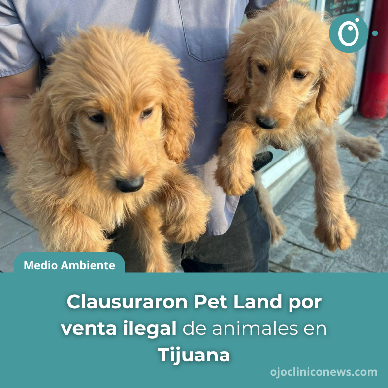 ojocliniconews's tweet photo. 🚫🐾 El establecimiento #PetLand fue clausurado por operar de forma irregular, con #VentaDeAnimales en condiciones inadecuadas 🐶🐱, informó el #GobiernoMunicipal de #Tijuana 🏛️.
💡 Dale un Ojo a lo que pasa https://t.co/zvPMHg4nBi https://t.co/Ke0MBbUbuG