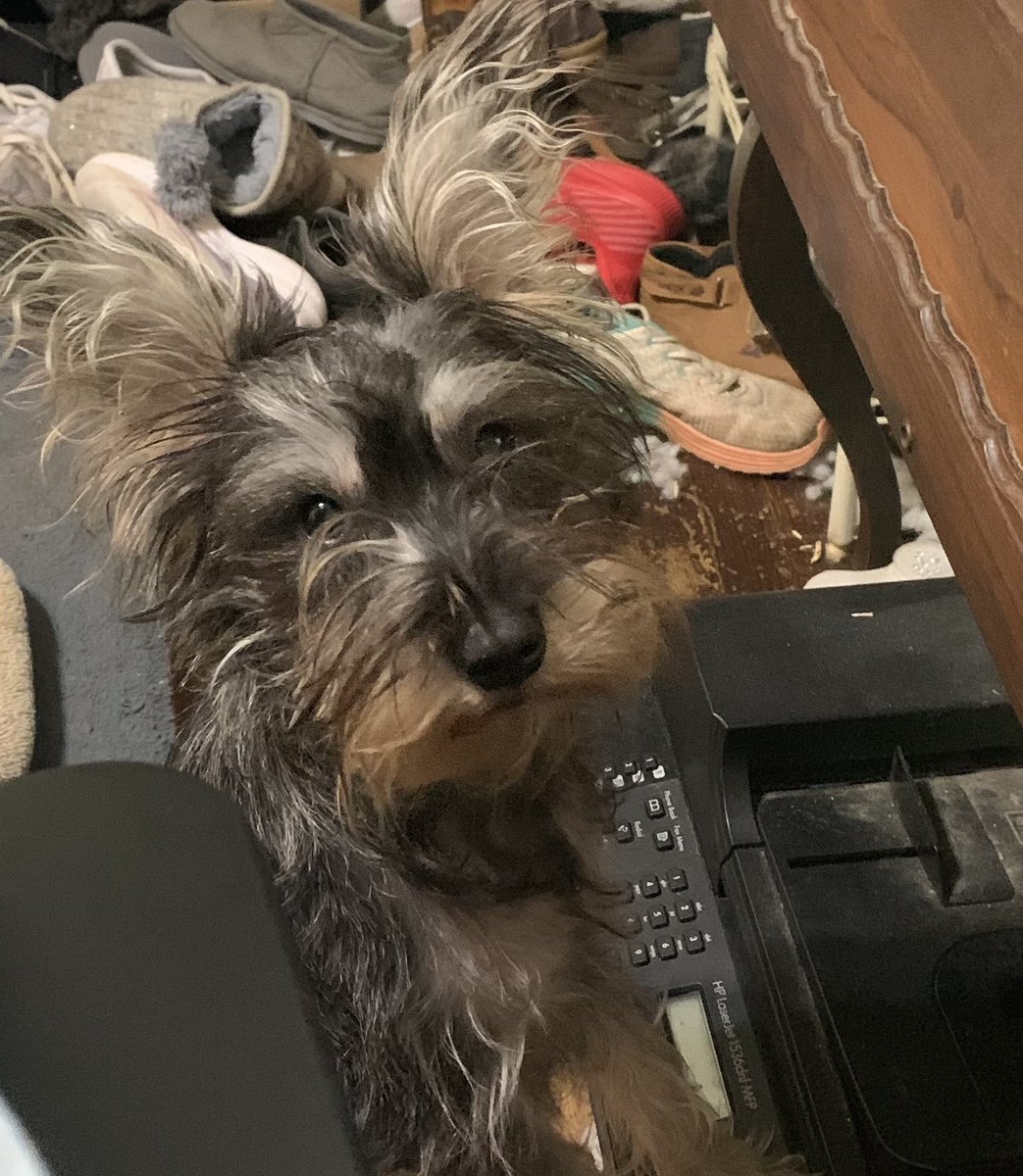 Mom said I have bed head 🙄. Whatever 🤨
Happy Thursday! ☺️💕🤗🐾
#dogsoftwitter #schnauzergang