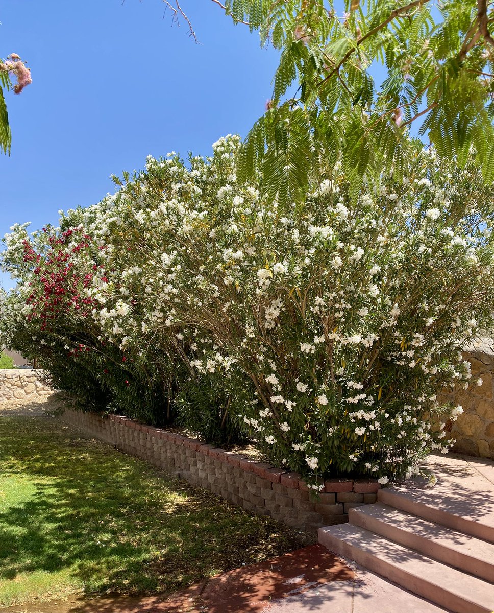 Chipper24's tweet image. The oleander in my backyard are looking especially nice this year. These are such great plants for the desert. The only water they have received this year was some rain a few weeks back.