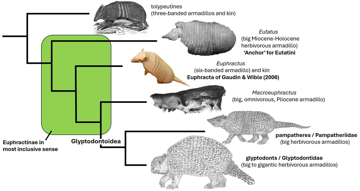 TetZoo's tweet image. New at Tet Zoo... Armadillo Empire, Part 1: of Euphractines and Eutatines ... because (nearly) everyone loves #armadillos tetzoo.com/blog/2025/6/12…