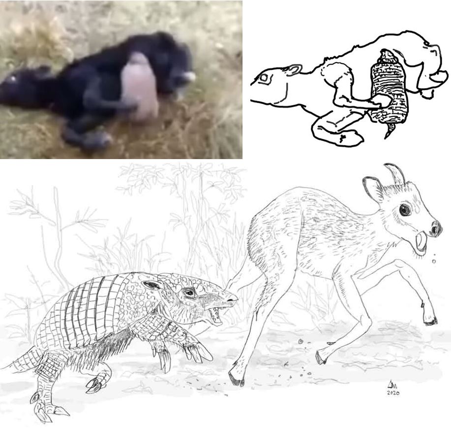 TetZoo's tweet image. New at Tet Zoo... Armadillo Empire, Part 1: of Euphractines and Eutatines ... because (nearly) everyone loves #armadillos tetzoo.com/blog/2025/6/12…