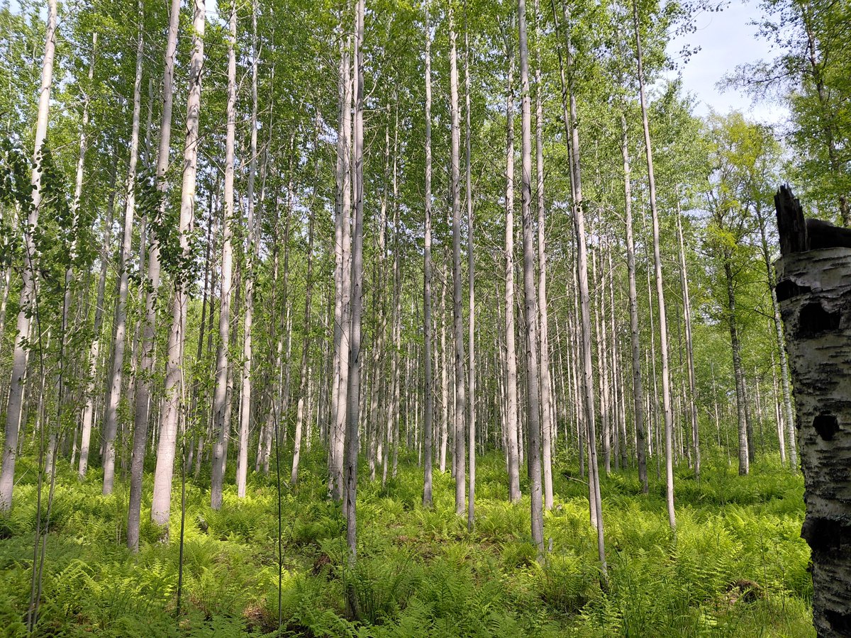 Hybridihaapa - pohjolan eukalyptus.  Valitettavasti en tiedä metsikön ikää.