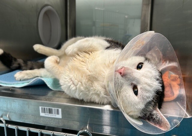 THERE ARE 36 ANIMALS (15 CATS &amp; 21  DOGS)  AT RISK FOR SATURDAY 06/14/25 DEADLINE IS NOON. PLEASE SHARE, FOSTER, ADOPT, TAG FRIENDS, POST TO SOCIAL MEDIA SITES, PLEDGE TO  HELP SAVE THEIR LIVES. NEW PHOTOS. newhope.shelterbuddy.com/animal/list