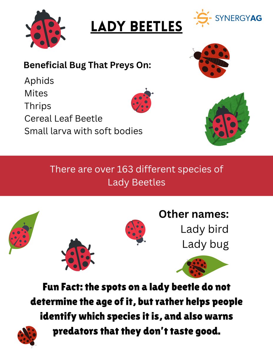 #FunFactFriday🐞
#DYK that the spots on a lady bug don't determine its age? The spots actually can determine which species it is? The spots and their bright red color also signal to predators that they do not taste good.
#SynergyAg #rootsyoucancounton #bugs #ladybug