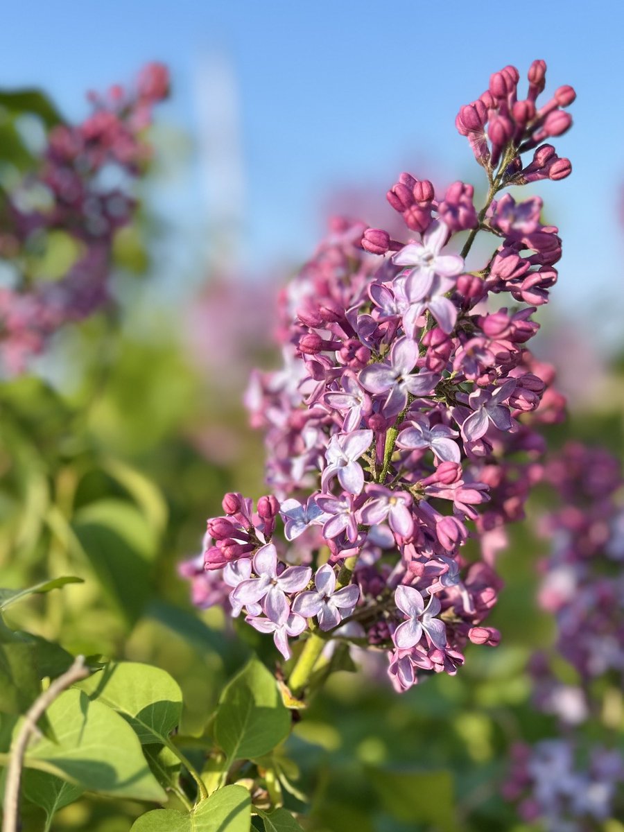 bish_steph's tweet photo. Nan’s lilacs are back for another year! 💜 https://t.co/Yrk8QHVNge