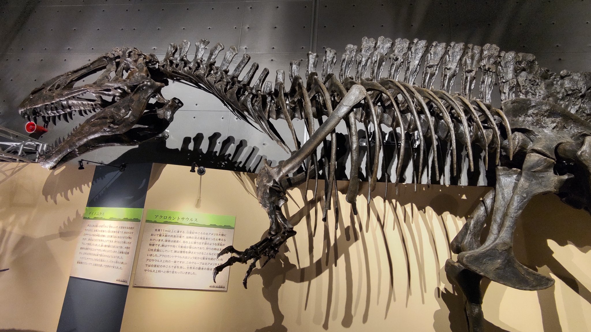 アクロカントサウルス Amazon | PNSO 成長シリーズ 61 アクロカントサウルス Fergus