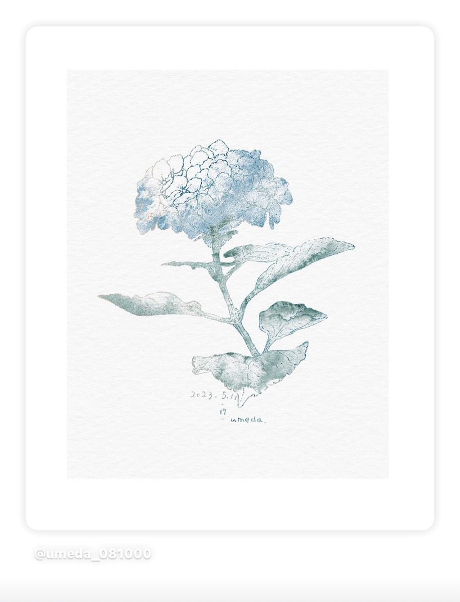 umeda_08's tweet image. 紫陽花