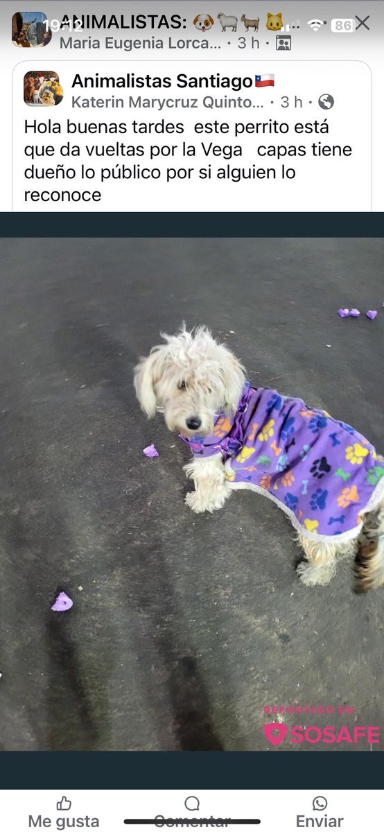 Evelyn_Torres_h's tweet photo. Difundo: perdido en la
Vega ! Alguien lo reconoce ? Rt https://t.co/z6FD75tE2G