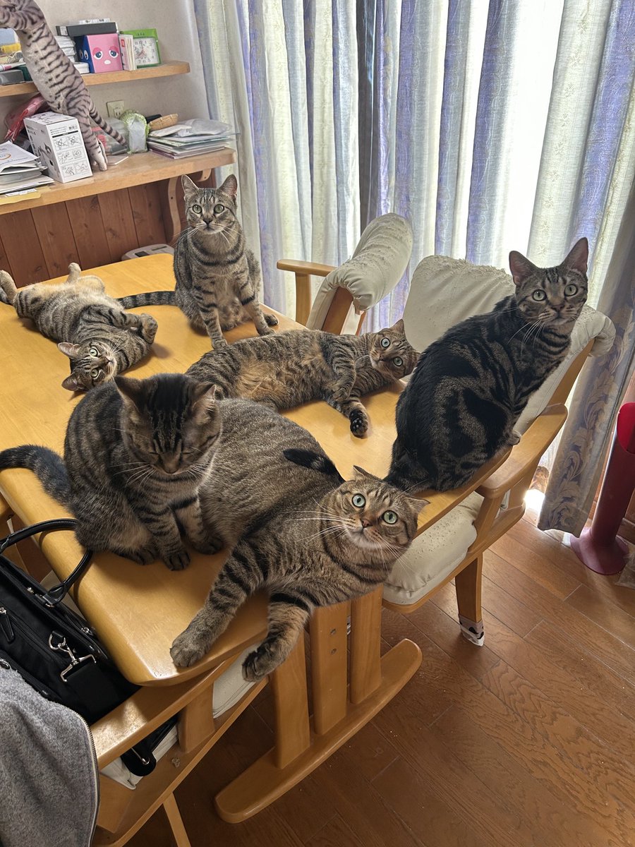 tomeji1106's tweet photo. 今日の朝食「猫吸い」 https://t.co/ZDhn52RYCk