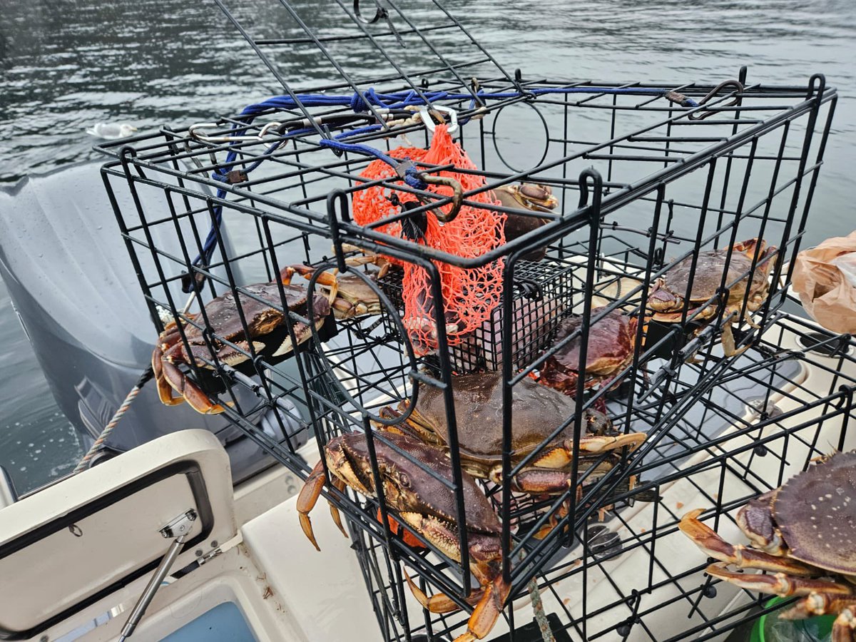 Mark Yuasa (@markkyuasa) on Twitter photo The Puget Sound summer crab fishing seasons were just announced and we should see a season similar to 2024! Here’s a link to the <a href="/WDFW/">Washington Department of Fish & Wildlife</a> news release wdfw.wa.gov/newsroom/news-… The Puget Sound summer crab fishing seasons were just announced and we should see a season similar to 2024! Here’s a link to the <a href="/WDFW/">Washington Department of Fish & Wildlife</a> news release wdfw.wa.gov/newsroom/news-…