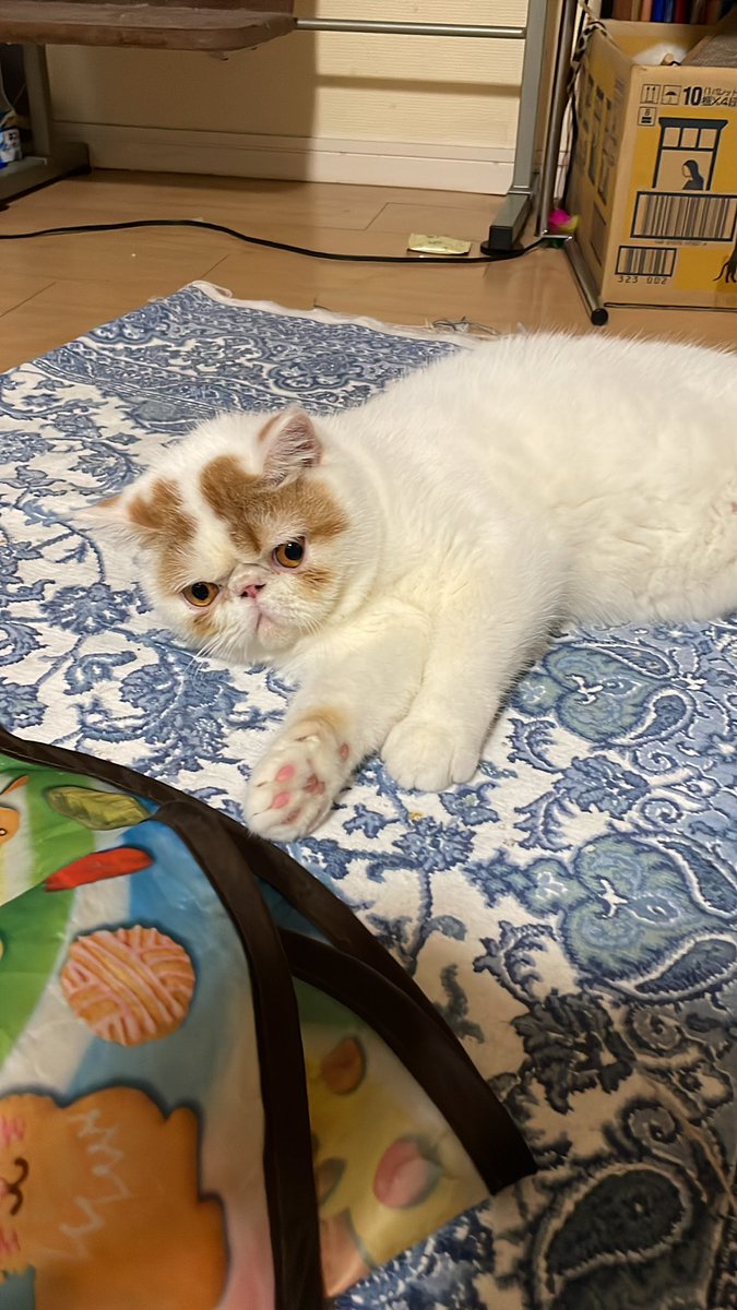 おはよー。こんぶちゃん。今日も、よく遊んでね。