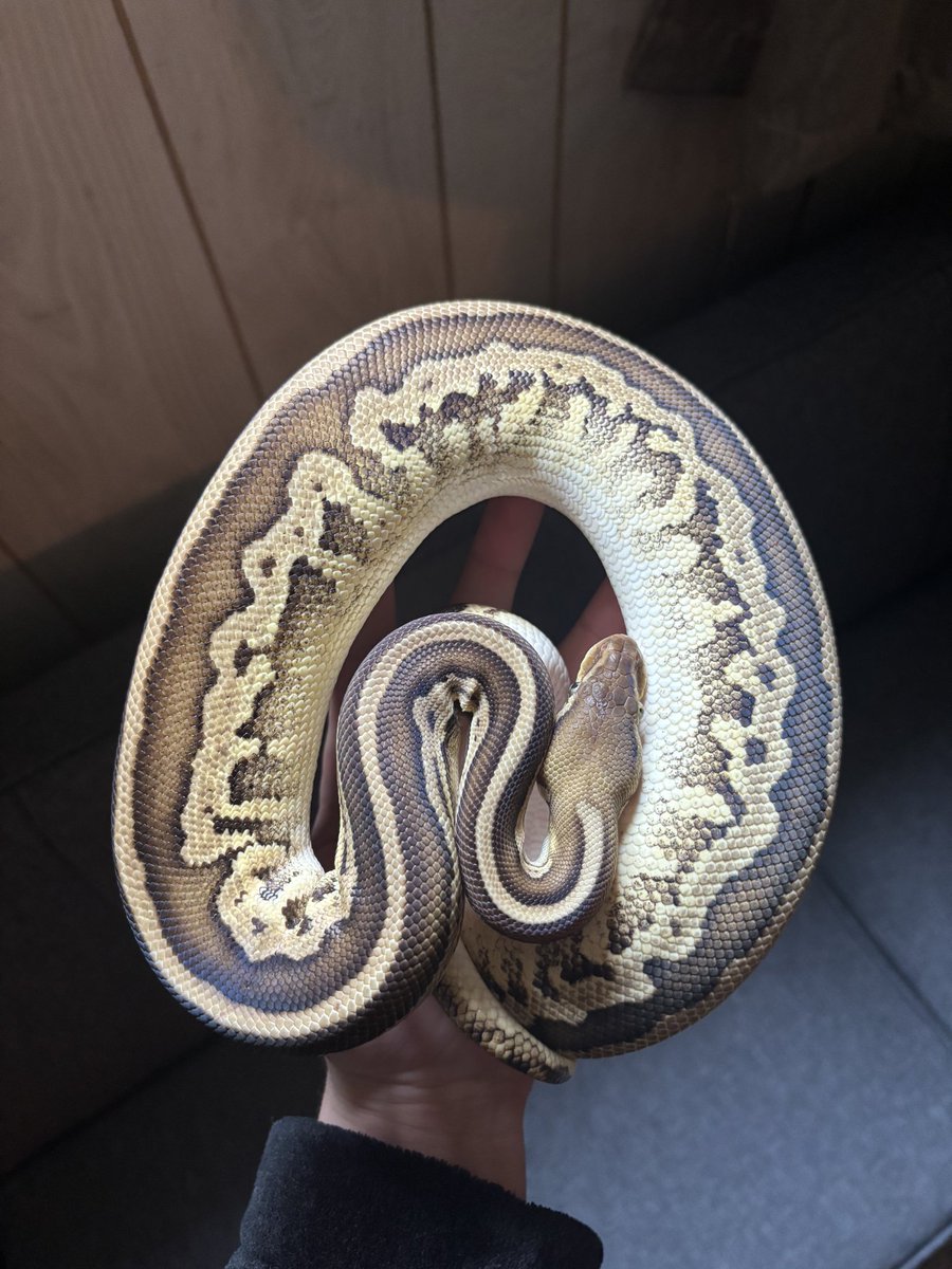 Greg Hutcherson (@greghutch344) on Twitter photo Our newest Python we added to the collection. Her name is Sansa.
<a href="/MarioHutcherso1/">Mario Hutcherson</a> <a href="/MarcoJett1/">Marco Hutcherson</a> Our newest Python we added to the collection. Her name is Sansa.
<a href="/MarioHutcherso1/">Mario Hutcherson</a> <a href="/MarcoJett1/">Marco Hutcherson</a>