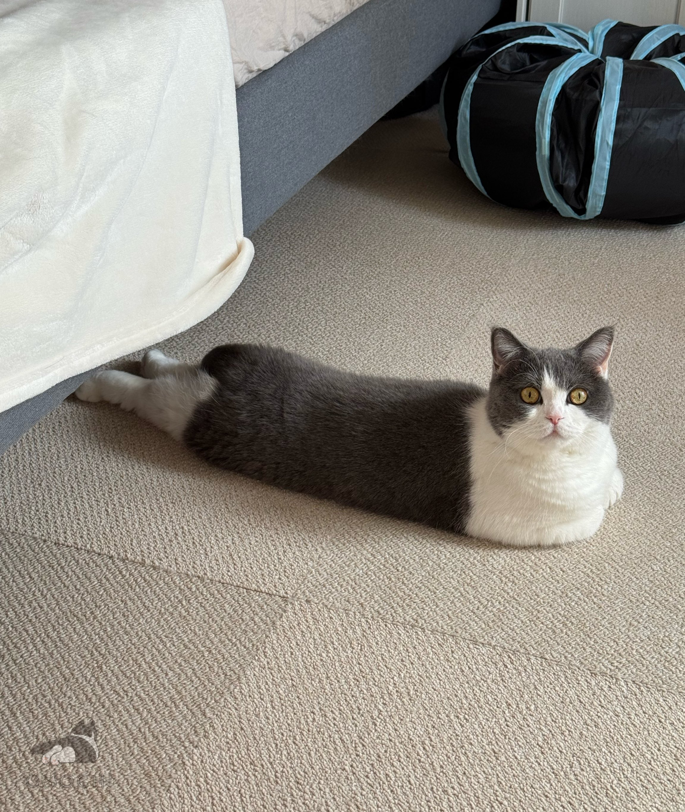 ねこに転生したおじさん ボールチェーン付きコレクション