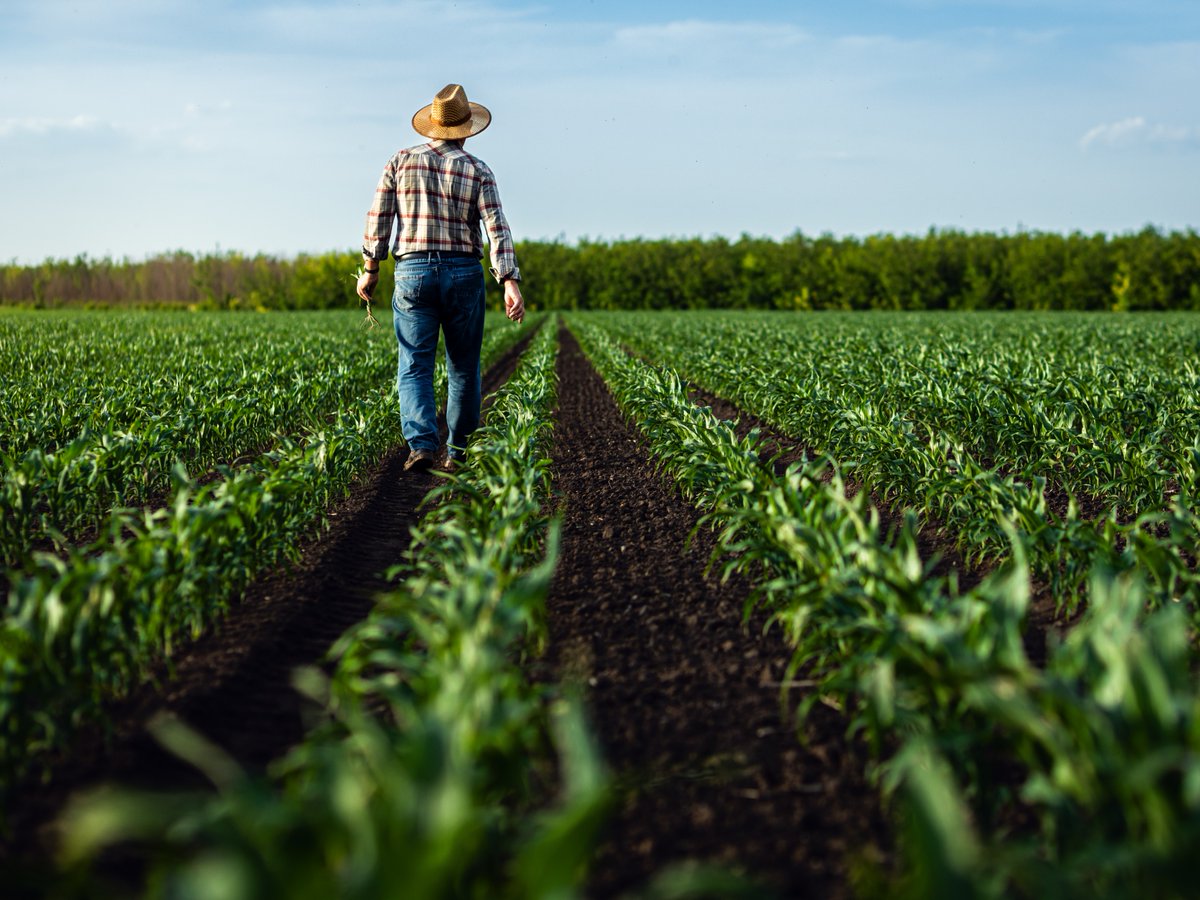 K-State Research and Extension (@kstatere) on Twitter photo Have you scouted your crop fields recently? K-State crop entomologist, Jeff Whitworth, discusses a few pests that growers could be seeing in their fields. He explains what to look for and what his recommendations are.
agtodayksu.libsyn.com/1952-a-few-pes… Have you scouted your crop fields recently? K-State crop entomologist, Jeff Whitworth, discusses a few pests that growers could be seeing in their fields. He explains what to look for and what his recommendations are.
agtodayksu.libsyn.com/1952-a-few-pes…