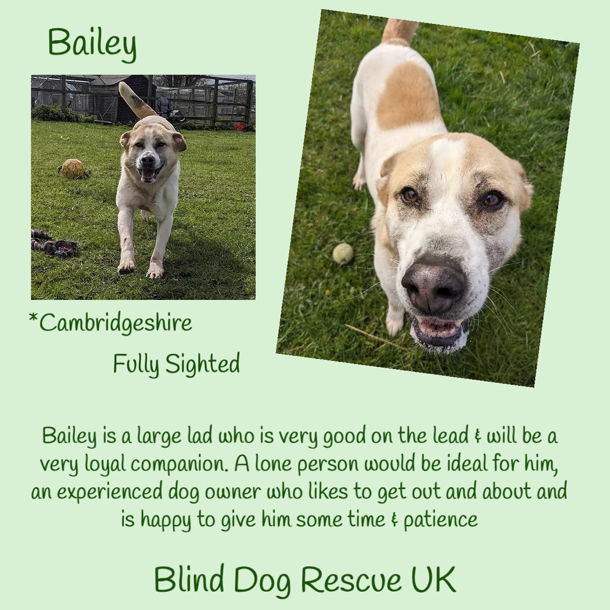 #forgottensoulshour 6yo BAILEY would like to be your bestest buddy for all time! He is a lovely big chap who has lived in a home so he knows the ropes, but is currently waiting to be found in kennels where he has been enjoying lots of space to run around in. His ideal home would