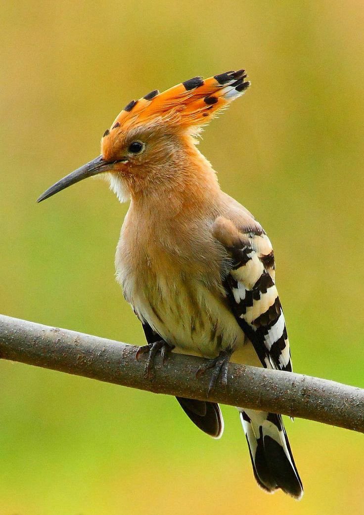 قال :
" أَحَطتُ بِما لَم تُحِط بِهِ وَجِئتُكَ مِن سَبَإٍ بِنَبَإٍ يَقينٍ "