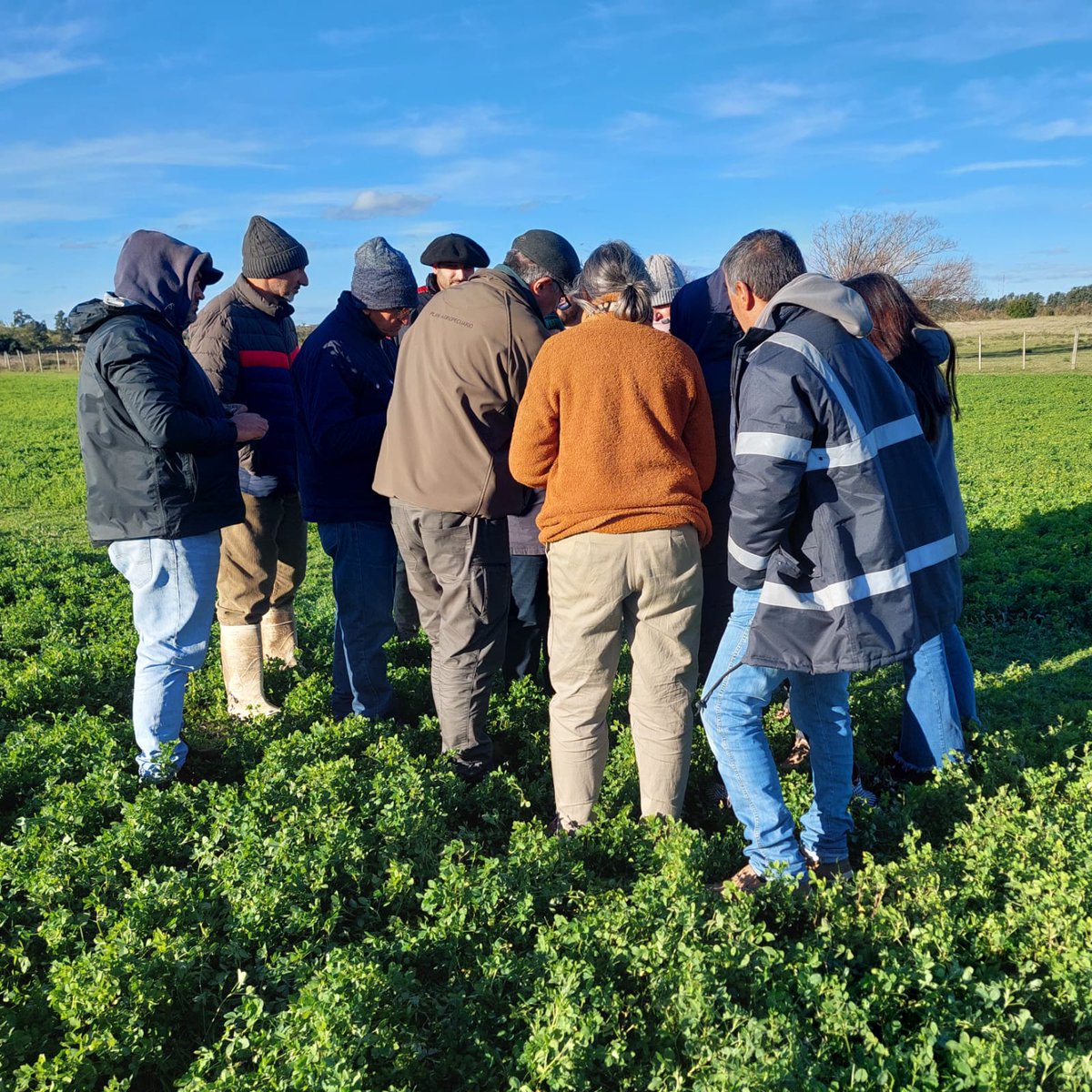 Plan Agropecuario (@planagro) on Twitter photo #Ahora en 📌Los Cerrillos, Canelones
Jornada "Manejo inicial de Alfalfa"
✔️Claves para el manejo y monitoreo de los primeros 2 meses de vida
🗣️Ing. Agr. Mag. Julio Perrachon
🌱Fecha de siembra🗓️30 de marzo 2025
@idcanelones #SFRMelgarejo #CFRBellaVista <a href="/HernanBuenoL/">Hernán Bueno Larroque</a> #PlanAgro #Ahora en 📌Los Cerrillos, Canelones
Jornada "Manejo inicial de Alfalfa"
✔️Claves para el manejo y monitoreo de los primeros 2 meses de vida
🗣️Ing. Agr. Mag. Julio Perrachon
🌱Fecha de siembra🗓️30 de marzo 2025
@idcanelones #SFRMelgarejo #CFRBellaVista <a href="/HernanBuenoL/">Hernán Bueno Larroque</a> #PlanAgro