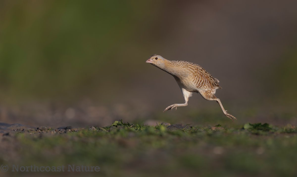 Traonach (crex crex) (corncrake) Rathlin Island. Co Antrim.  <a href="/mcaleese_anne/">YpamAnnie</a> <a href="/CanonUKandIE/">Canon UK and Ireland</a> <a href="/_Stickybeak/">Rathlin Stickybeak</a> <a href="/frances_black/">Frances Black</a>  <a href="/barrabest/">Barra Best</a>  <a href="/CorncrakeLife/">Corncrake/Traonach LIFE</a> <a href="/JakkiMoores/">Jakki Moores 📸</a> <a href="/VeighDermot/">dermot Mc Veigh</a> <a href="/RSPBNI/">RSPB NI</a> <a href="/EddieMc1981/">Edward McGuigan</a> <a href="/nibirds/">NI Birds</a>