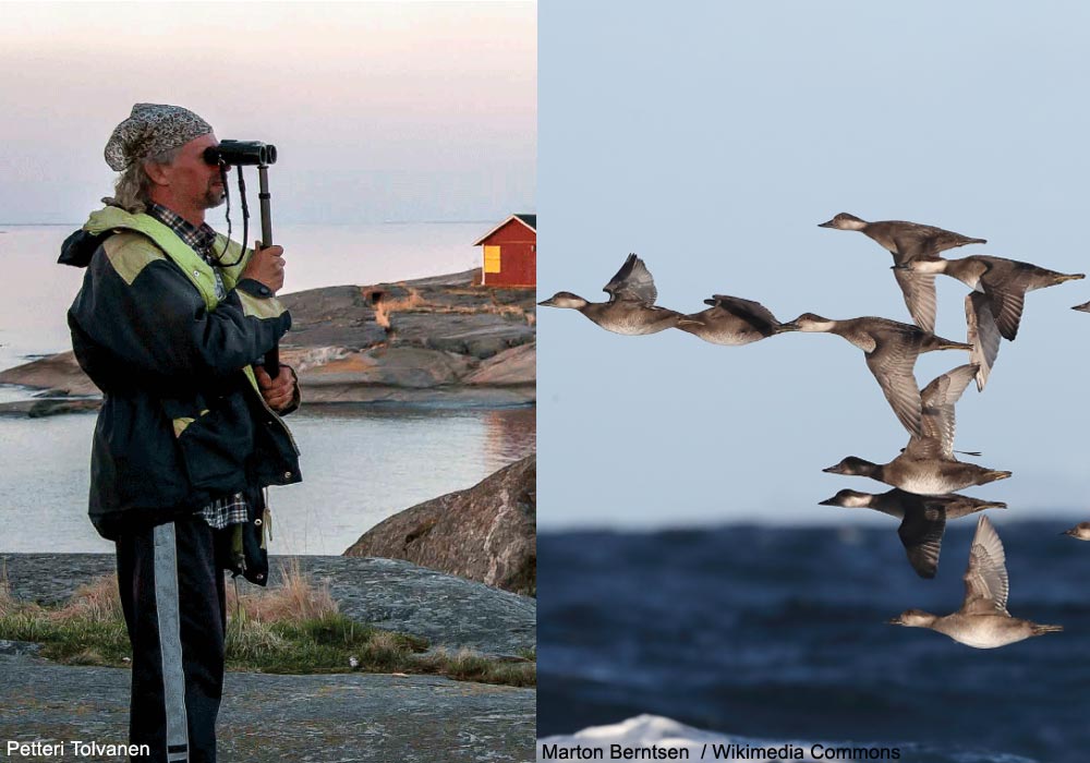 Le bâton finlandais ou "finnstick", un accessoire simple pour observer longuement les oiseaux ➡️ Cliquez sur ce lien pour en savoir plus : ornithomedia.com/pratique/equip…
#oiseaux #birds #ornithologie #ornithomedia #ornithology