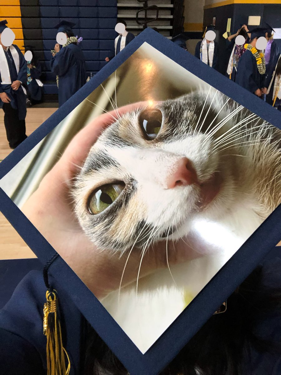 Ianternpeepee3's tweet photo. @oreoeocat monkey becomes youngest cat at 10 months old to graduate high school https://t.co/jyRIC3qirN