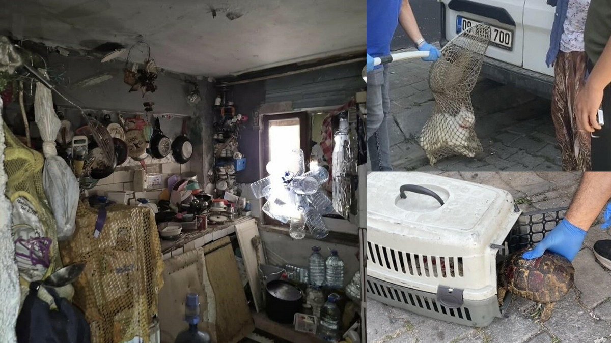 Aydın’da, anne ve oğulun yaşadığı evden 4 kamyon çöp ile birlikte 12 kedi ve 3 kaplumbağa bulundu.

📌 Aynı çöp evden, 8 ay önce de 1’i ölü olmak üzere 17 kedi ve 3 köpek çıkarıldığı öğrenildi.