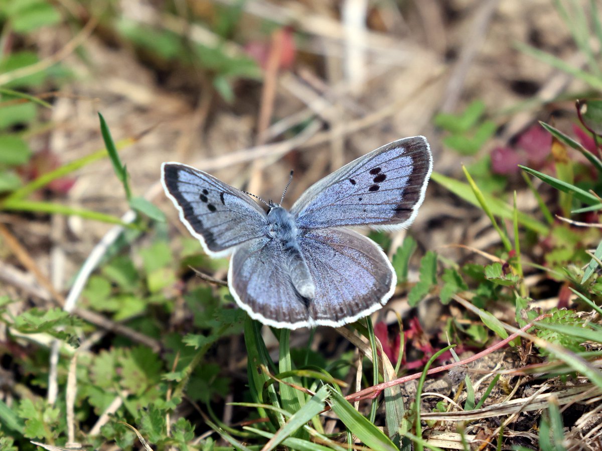 Tom Brereton (@tom_m_brereton) on Twitter photo Thankful to get several Large Blue on both days on the <a href="/naturetrektours/">Naturetrek</a> Somerset's Large Blues Day Trips. Numbers severely down this year, with habitat looking droughted and very little Thyme in flower Thankful to get several Large Blue on both days on the <a href="/naturetrektours/">Naturetrek</a> Somerset's Large Blues Day Trips. Numbers severely down this year, with habitat looking droughted and very little Thyme in flower
