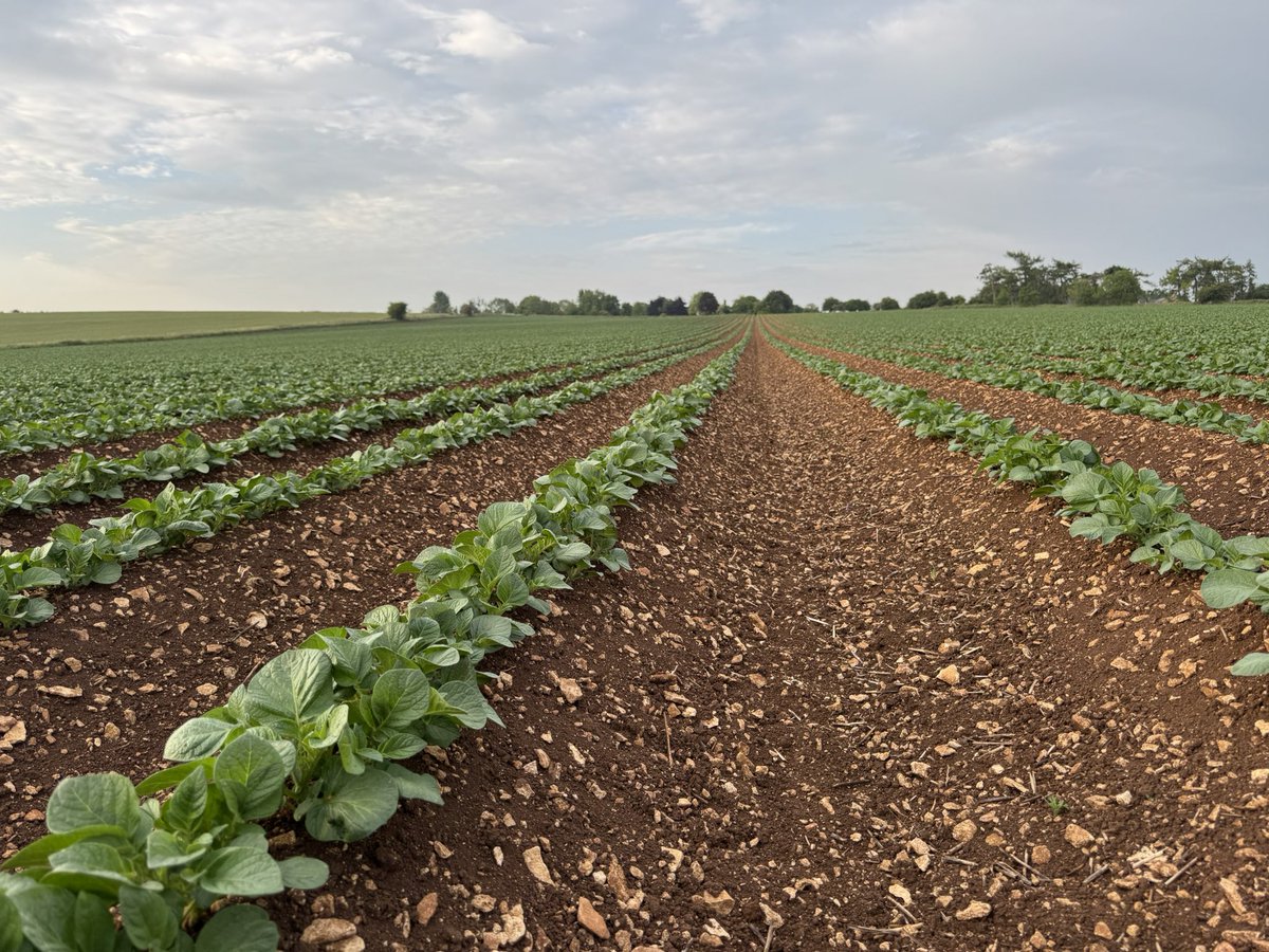 Jason Brain (@jasonbrain7) on Twitter photo Seed crops at very different growth stages while walking them today. Still showing good canopy growth considering the soil moisture deficit. 1st <a href="/APHAEnvironment/">APHA Environment Section</a> inspections 🧐🌱 carried out this week on most forward crops - Health ✅
Rain 🌧️ 🙏🙏 Seed crops at very different growth stages while walking them today. Still showing good canopy growth considering the soil moisture deficit. 1st <a href="/APHAEnvironment/">APHA Environment Section</a> inspections 🧐🌱 carried out this week on most forward crops - Health ✅
Rain 🌧️ 🙏🙏