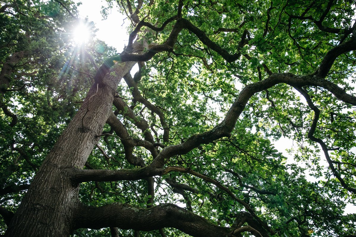 AvonNeedsTrees's tweet image. ✨🌿🌞 Happy Summer Solstice! 🌞🌿✨
Today marks the longest day of the year and the start of astronomical summer in the northern hemisphere.
How are you celebrating the Summer Solstice?
📷 Alexander Turner