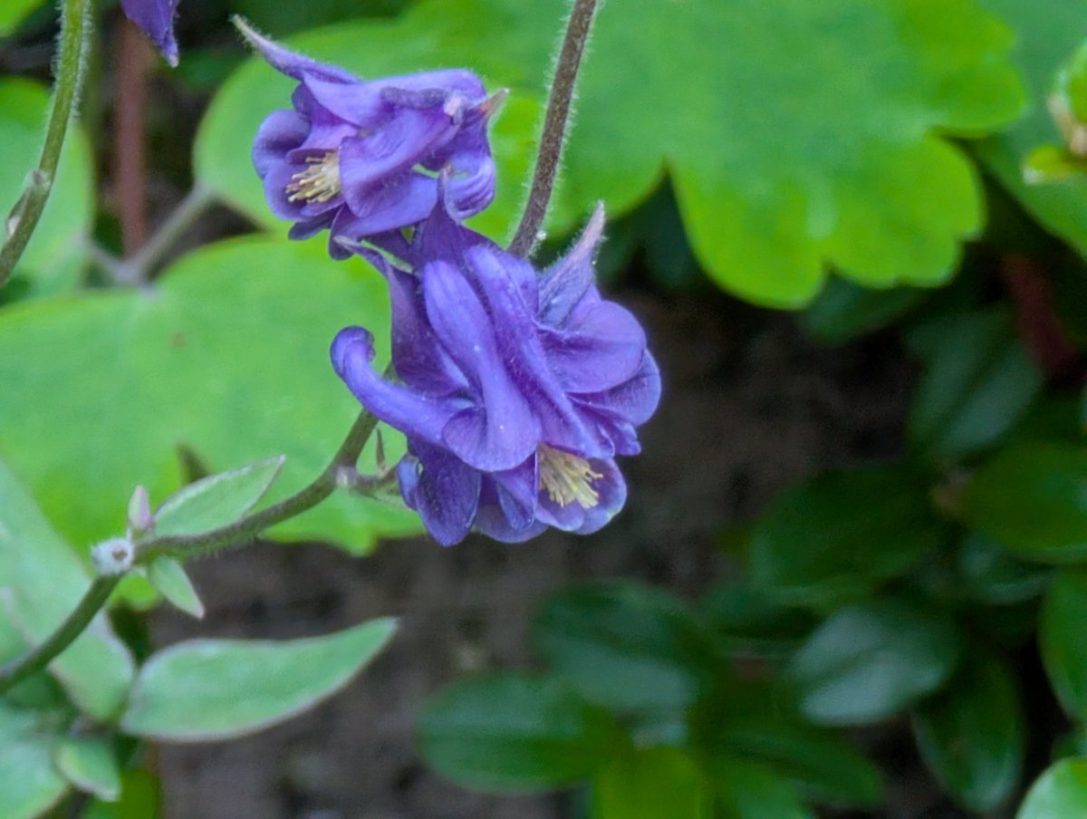 Ab ins Akeleibett ihr Feen!
