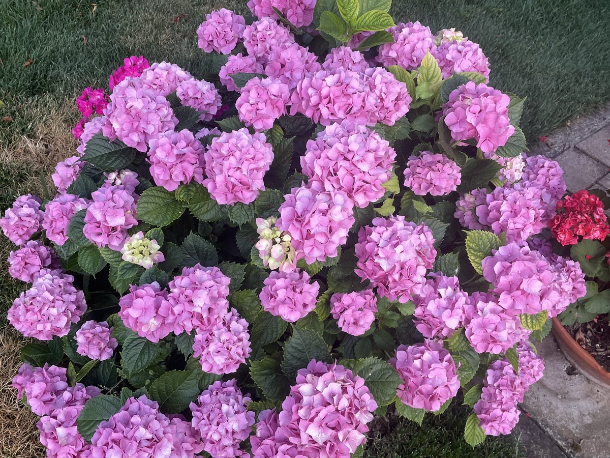 CourtesyDay's tweet image. Blooming!