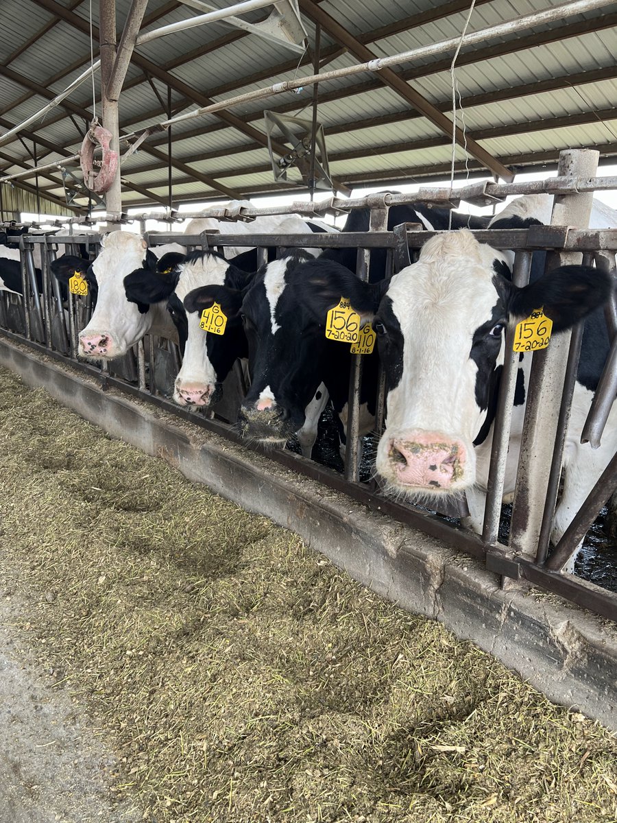 KsSoybean's tweet image. June is Dairy Month and a great time to highlight the dynamic duo of high oleic soybeans and dairy cattle. Roasted high oleic soybeans has been proven to increase milk fat content according to research. 🐮
Read more at kansassoybeans.org/dynamic-duo-hi….
