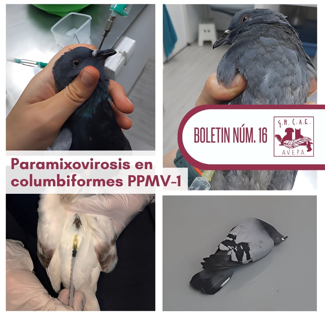 Raquel Ribas repasa en el #BoletinDigitalGMCAE núm. 16 el #paramyxovirus en #columbiformes: signos neurológicos, renales y respiratorios, diagnóstico, tratamiento y prevención.
📲 accede al boletín en el área privada de socios de la web de AVEPA.
 #PPMV1 #GMCAE