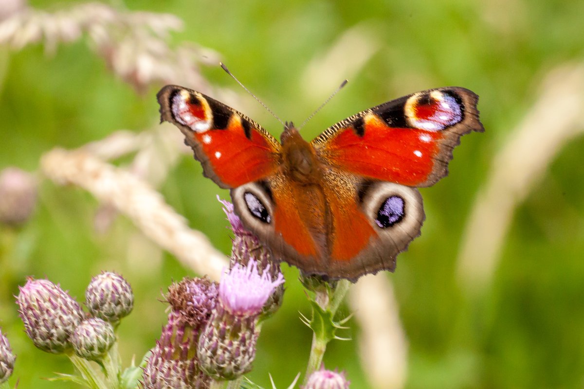 AvonNeedsTrees's tweet image. 🦋 In August, Hazeland’s meadows come alive with butterflies! 🐝
Join our guided walk inspired by @savebutterflies' Big Butterfly Count and discover the pollinators thriving here.
Sign up 👉avonneedstrees.org.uk/events/
Thanks to @HeritageFundUK