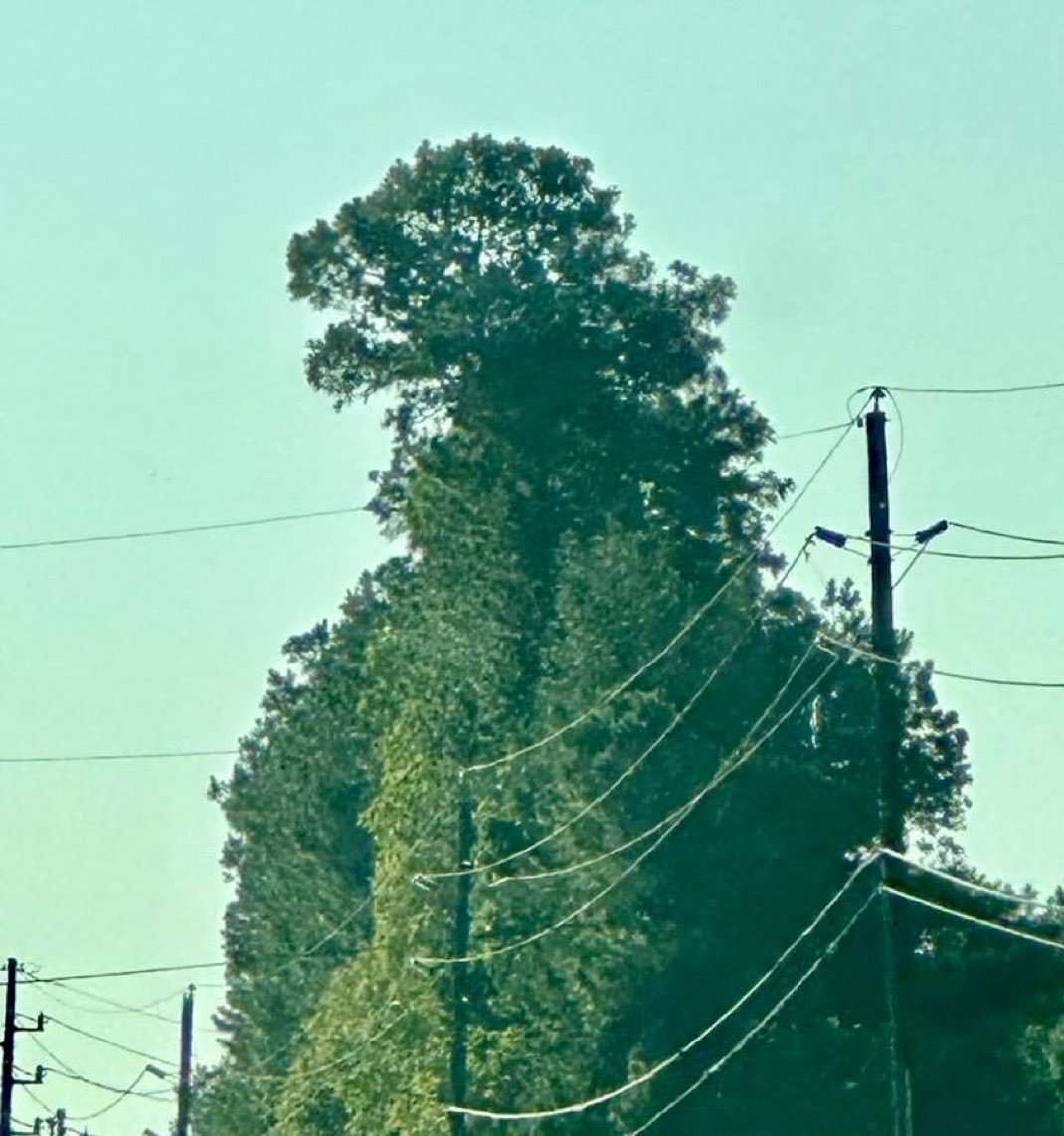 What do you see? I see Godzilla