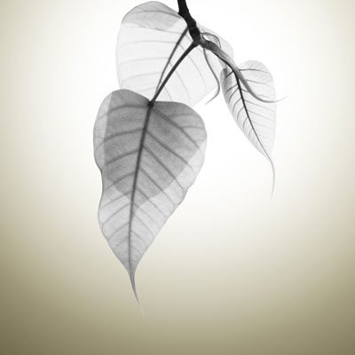 Forgiveness practice is about liberating your own feelings and finding meaning in the worst of life’s events. You practice forgiveness to be free of the inner violence of your rage, and you do not abandon the pursuit of right action.

dharmawisdom.org/forgiving-the-…