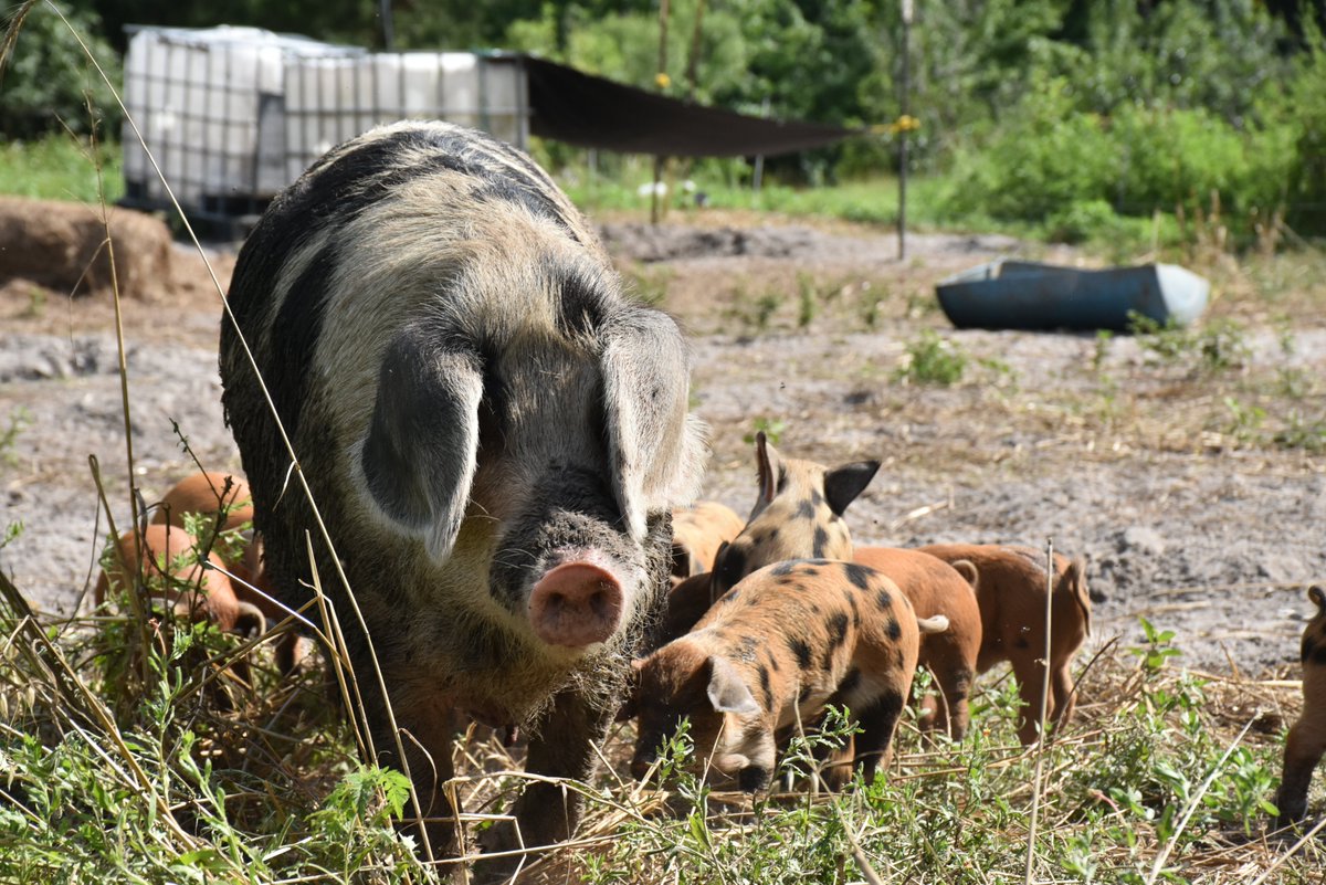 UFMedResearch's tweet image. Last month, @UFMedicine college investigators networked with entrepreneurs and pitched start-up company concepts in a sunny, sultry farm environment. As just our first Seeding Start-Ups event, we're excited to continue the series! Read about it at go.ufl.edu/uoahn04.