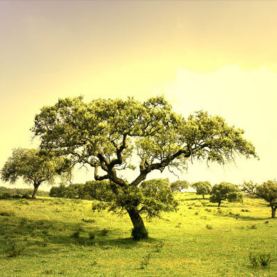 It is craving… accompanied by relish and lust, relishing this and that… craving for sensual desires, craving for being, craving for non-being…

dharmawisdom.org/the-four-noble…