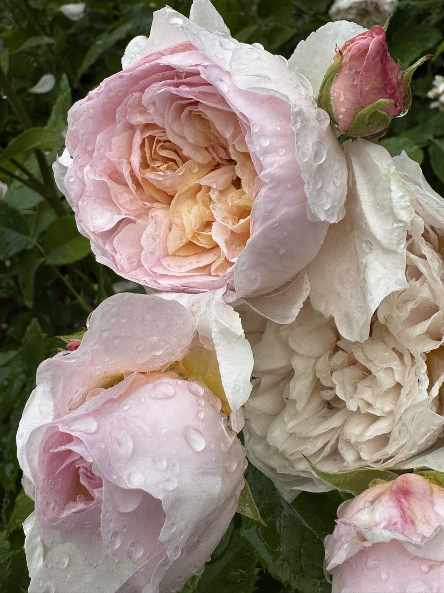 Heavy showers today at Culls Cottage #roses #garden #summerrain #cotswolds