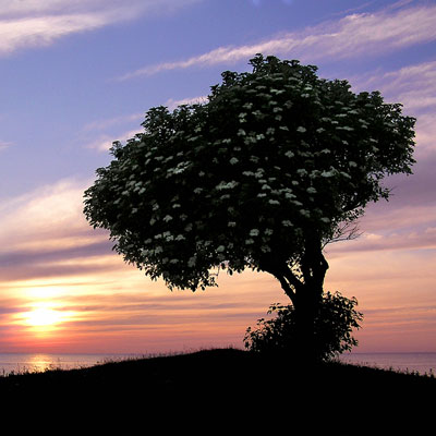 If you can truly commit to “don’t know mind,” you can explore the question of whether life has meaning in a purposeful way.

dharmawisdom.org/in-search-of-m…