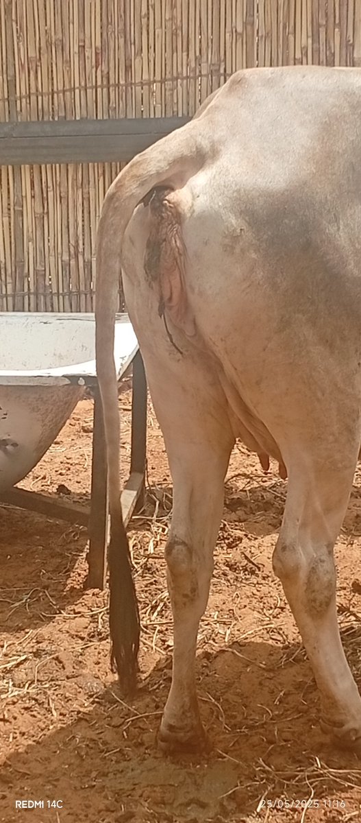 Ibni_Arzika's tweet photo. Bari mu tattauna dalilin da yasa Bayen hannu/Dashen ciki (artificial insemination) ke da matukar amfani ga manoman shanu.

Ta hanyar dashen ciki/Bayen hannu, manomi zai iya amfani da irin shanu mafi kyau a duniya ba tare da sai ya saya ko ya rike su a gona ba. https://t.co/on3yP3VtMb