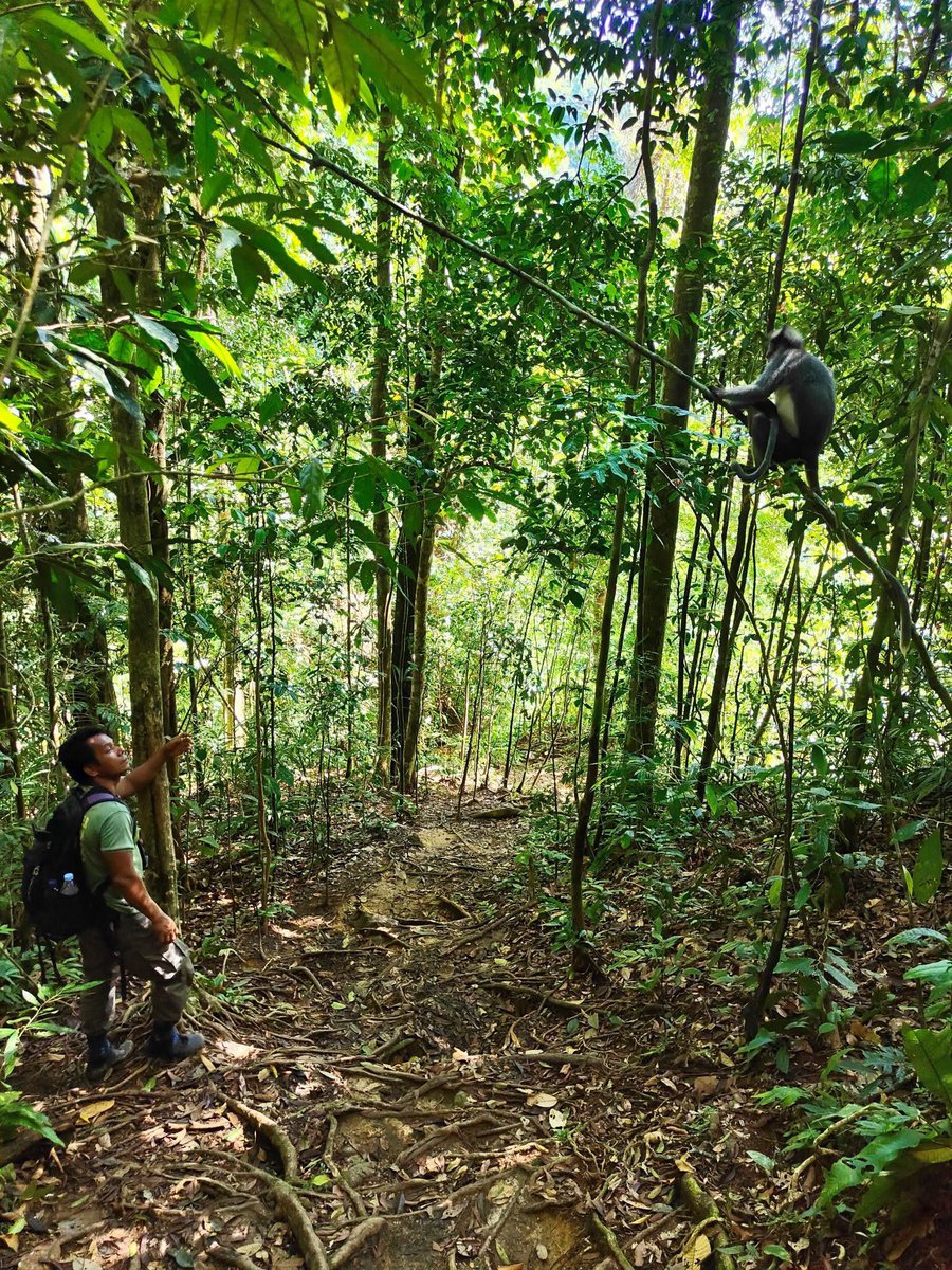 SUMATRA: BUKIT LAWANG en TANGKAHAN 🌿🌴🦧🐒💚
Ariëlle is net terug uit Vietnam en inmiddels ben ik, Karolien, vertrokken naar Indonesië, naar Sumatra. Mijn reis begon meteen met jungle, zo bezocht ik Bukit Lawang en Tangkahan, beiden gelegen aan de rand van het regenwoud.